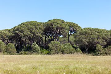 Image showing Italian stone pine 