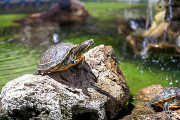 Image showing Two turtles