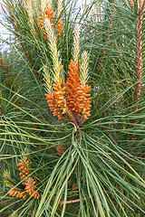 Image showing Young buds of a pine ordinary on green background.