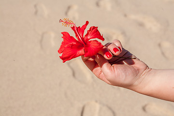 Image showing Woman hands holding flower