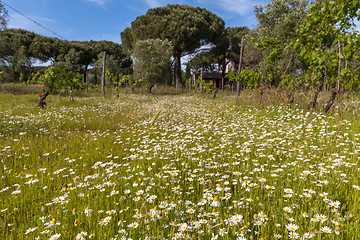 Image showing field of camomiles