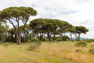 Image showing Italian stone pine 