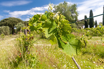 Image showing young green unripe wine grapes 