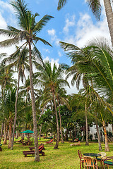 Image showing Empty sunbeds on the green grass among palm trees