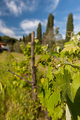 Image showing young green unripe wine grapes 