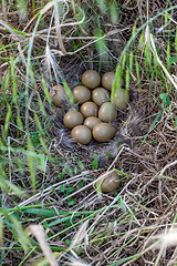 Image showing Pheasant nest