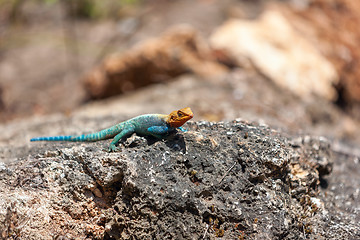 Image showing yellow and green lizard