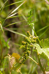 Image showing young green unripe wine grapes 