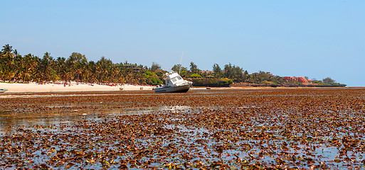 Image showing low tide on the  ocean beach. algae