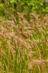 Image showing Young wheat growing in green farm field