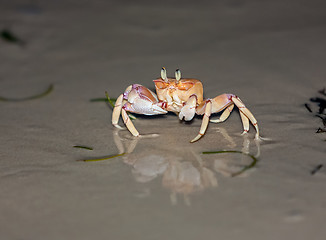 Image showing Crab on gray sand