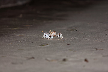 Image showing Crab on gray sand