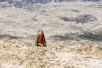 Image showing shell on the background of sea