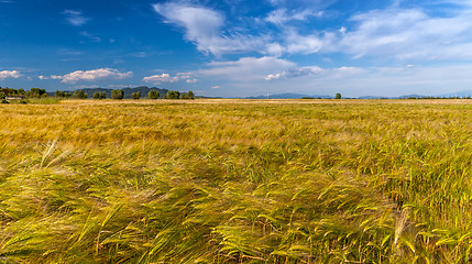 Image showing Young wheat growing in green farm field