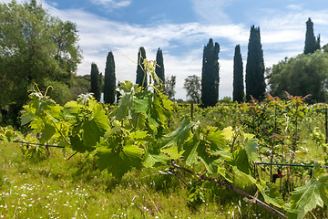 Image showing young green unripe wine grapes 