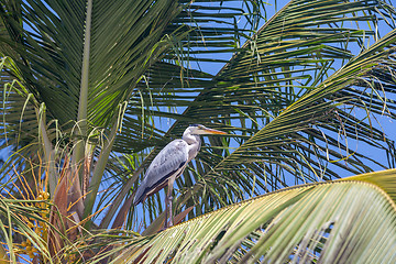 Image showing gray heron 