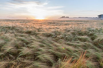 Image showing Young wheat growing in green farm field under blue sky