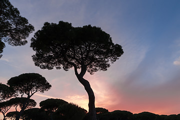 Image showing Italian sunset on the background of pines