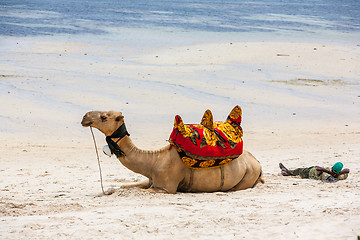 Image showing Camel lying on the sand