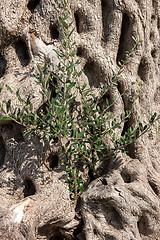 Image showing background of tree bark