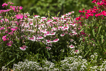 Image showing Pinc young flowers growing in green farm field