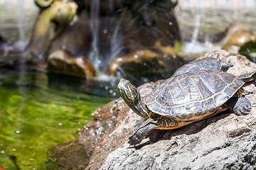 Image showing Two turtles