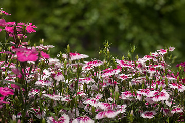 Image showing Pinc young flowers growing in green farm field