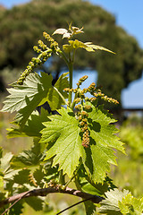 Image showing young green unripe wine grapes 