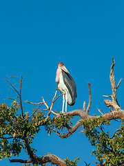 Image showing Marabou Stork sitting on a branch against the blue sky