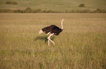 Image showing Ostrich  walking on savanna in Africa. Safari. Kenya