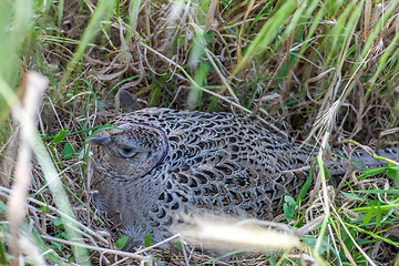 Image showing Pheasant male bird in a dunes landscape