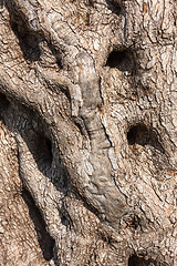Image showing natural tree bark