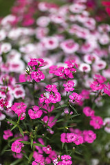 Image showing Pinc young flowers growing in green farm field