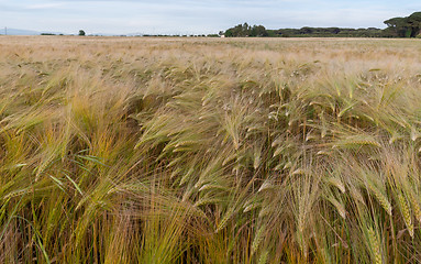 Image showing Young wheat growing in green farm field under blue sky