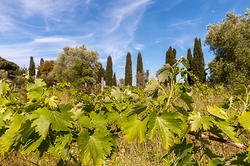 Image showing young green unripe wine grapes 