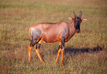 Image showing antelope on a background of green grass