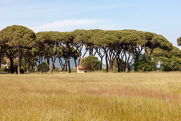 Image showing Italian stone pine 