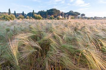 Image showing Young wheat growing in green farm field under blue sky