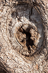 Image showing natural tree bark