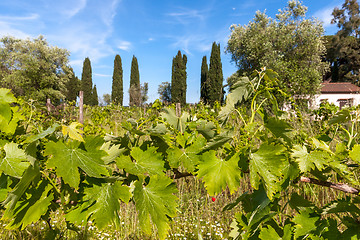 Image showing young green unripe wine grapes 