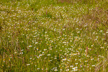 Image showing field of camomiles