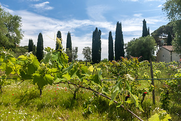 Image showing young green unripe wine grapes 