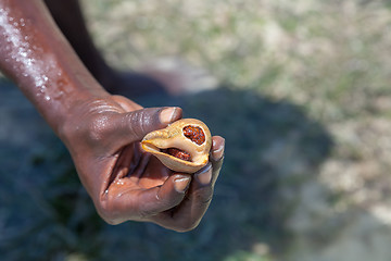 Image showing shell in a man\'s hand on the background of sea