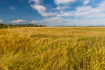 Image showing Young wheat growing in green farm field