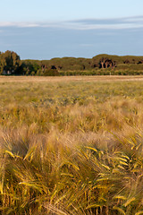 Image showing Wheat growing in green farm field