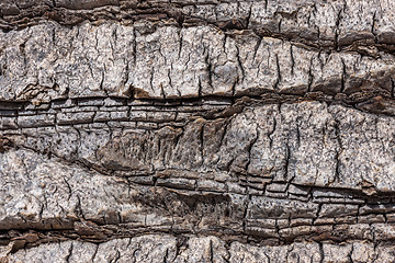 Image showing natural tree bark