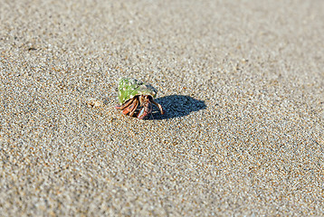 Image showing hermit crab on the beach 