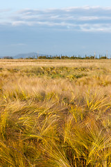 Image showing Wheat growing in green farm field