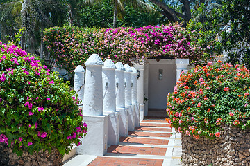 Image showing palm trees and pink flowers 