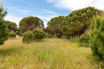 Image showing Italian stone pine 